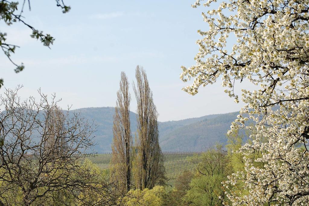 Gaestehaus Kleine Kalmit Landau in der Pfalz Extérieur photo